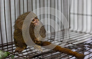 Marmosets in the zoo convey a call to animal protection