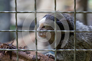 Marmosets in the zoo convey a call to animal protection