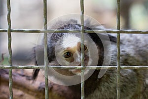 Marmosets in the zoo convey a call to animal protection