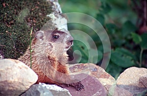 Marmot 1 photo