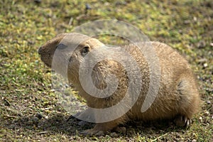 Marmota 