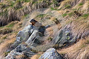 Marmot