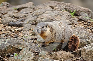 Marmot