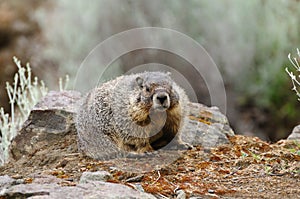 Marmot