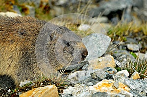 Marmot