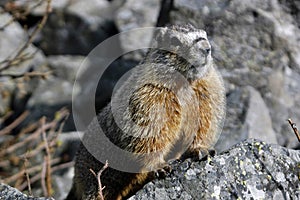 Marmot