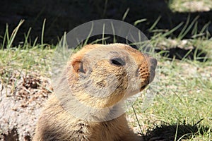 Marmot-2