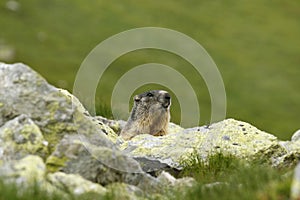 Marmot