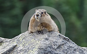 Marmot