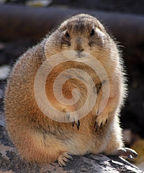 Marmot photo