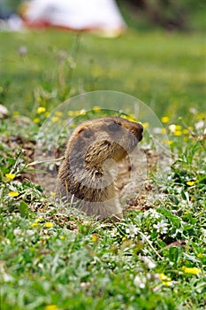 Marmota 