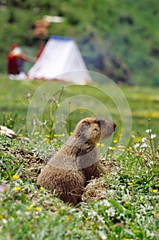 Marmot