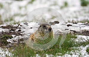 Marmot