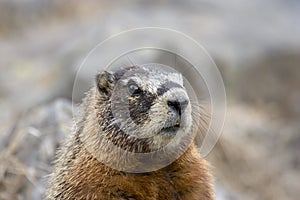 Marmot