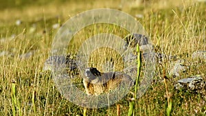 Marmot