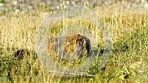 Marmot