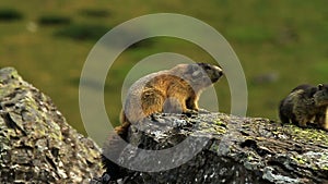 Marmot