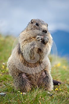 Marmot