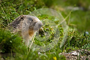 Marmot in the alps
