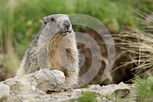 Marmot in the alps