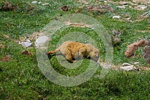 Marmot around the area near Tso Moriri lake in Ladakh, India.