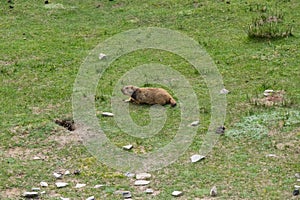 Marmot around the area near Tso Moriri lake in Ladakh, India. Marmots are large squirrels live under the ground.