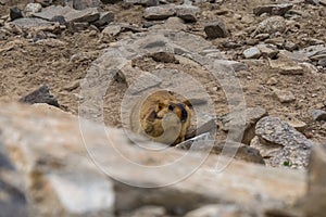 Marmot around the area near Tso Moriri lake in Ladakh, India. Marmots are large squirrels live under the ground.