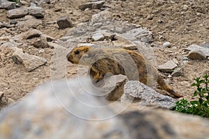 Marmot around the area near Tso Moriri lake in Ladakh, India. Marmots are large squirrels live under the ground.