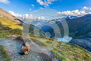 Marmota en austriaco Alpes 