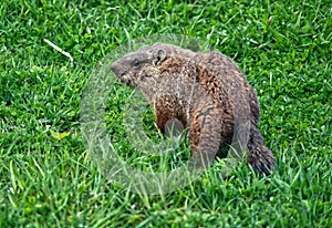 Marmot awakes, Spring time for North Americans!