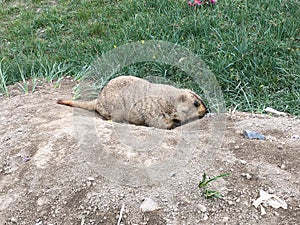 Marmot at Beginning of Outer Kora around Mount Kailash in August in Tibet, China.