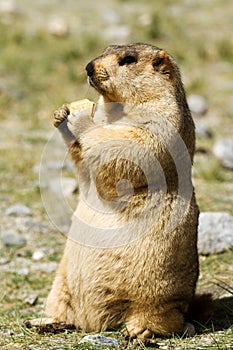 Marmot with bisquit on the meadow photo