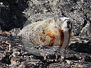 Marmot blends in on black lava rocks