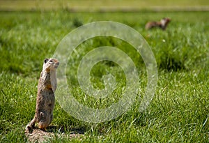Marmot Calling Out to Other Prairie Dogs