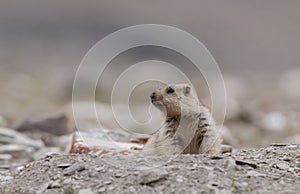 Marmot coming out of his burrow at Tsokar Lake