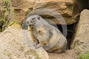 Marmot coming out of its hiding place