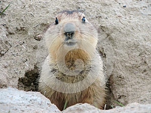 Marmot coming out of its mink, Baikonur, Kazakhstan