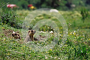 Marmot couple