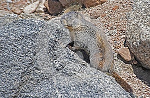 Marmot crawls out on a rock sunning.