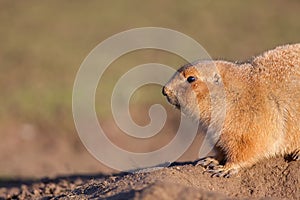 Marmot Cynomys ludivicianus prairie dog close-up in profile. N
