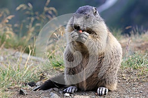 The marmot