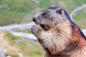 The marmot