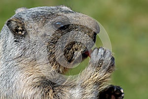 Marmot face