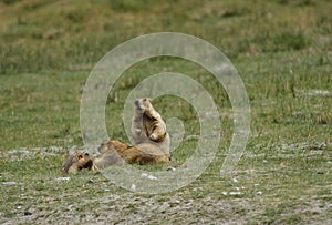 A Marmot family relaxing in the grassland of Ladakh valley