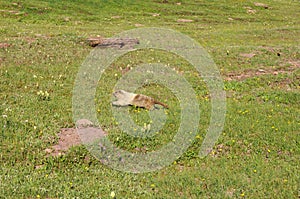 Marmot in field
