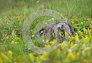 Marmot in the flowering meadow eating a yellow rattleweed photo