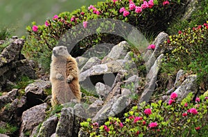 Marmot between flowers