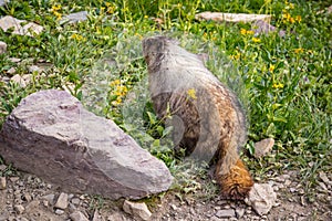 A Marmot at Glacier National Park