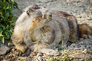 A Marmot at Glacier National Park