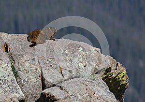 Marmot On Granite Outcropping photo